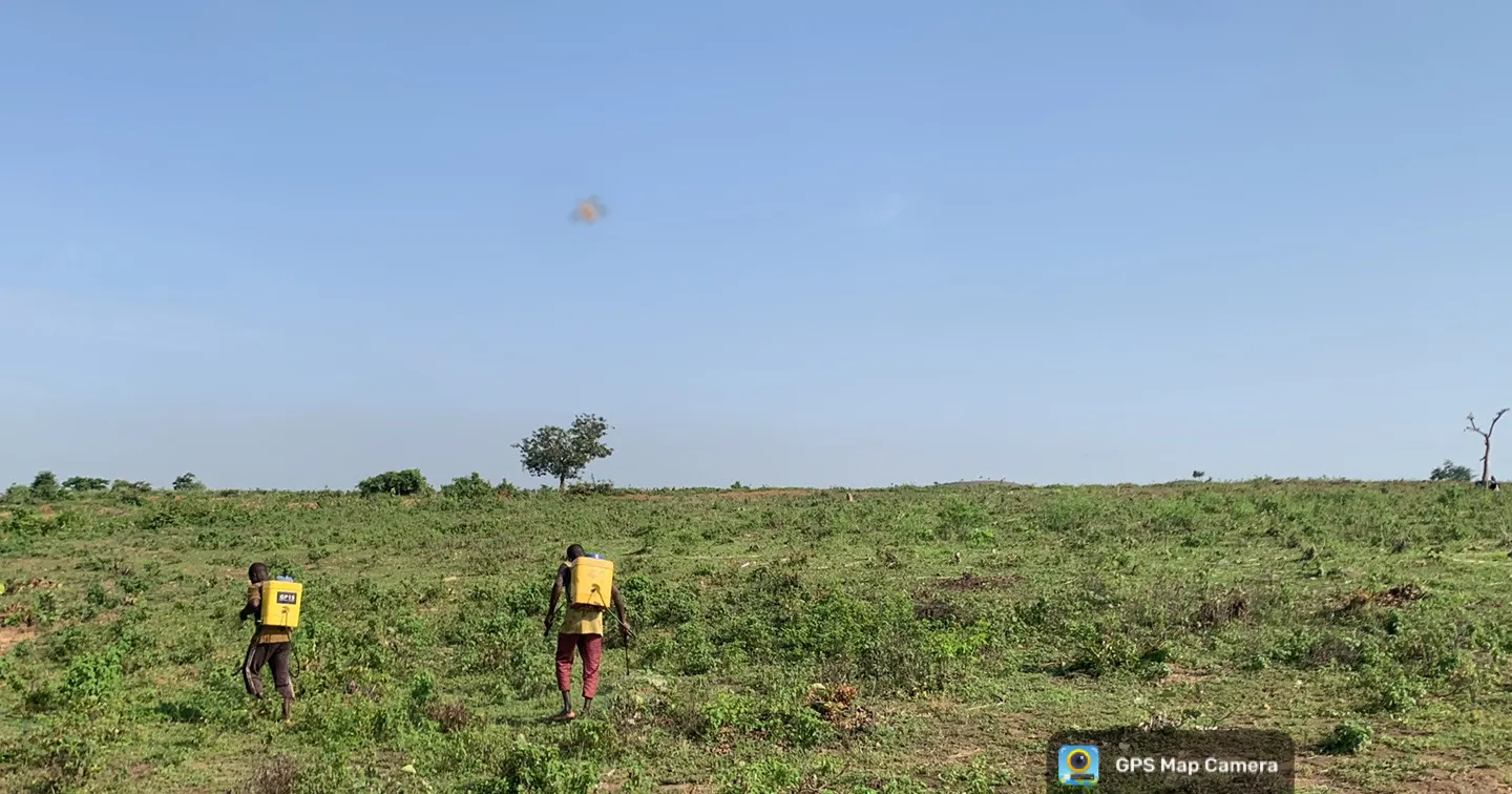 Two workers applying early-stage weed control