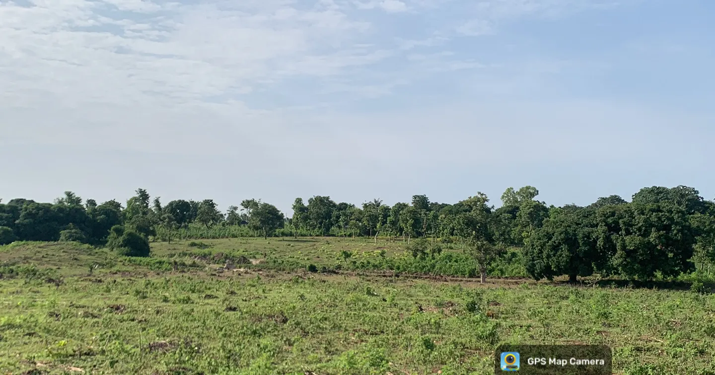 Baseline view of newly planted Abugi Farm 1