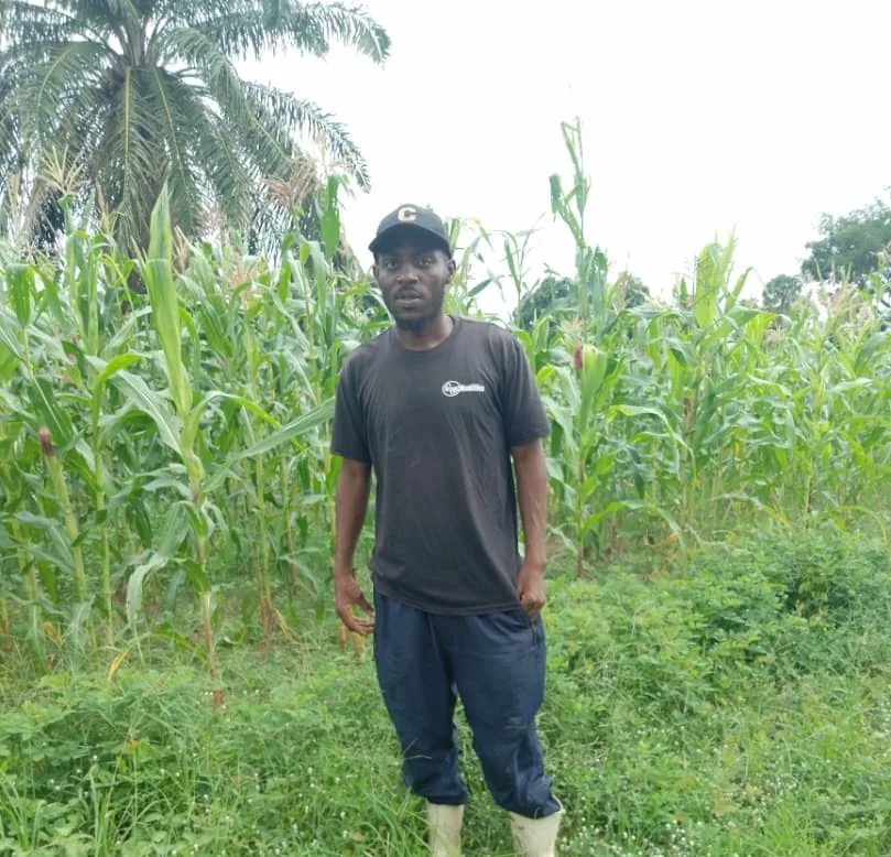 Field officer inspecting a mature maize stand