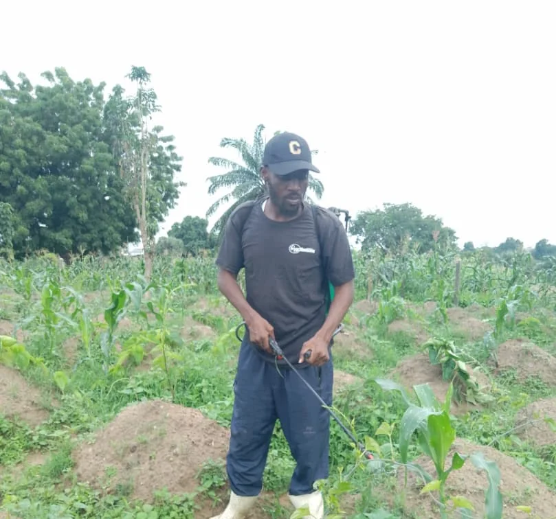 Field worker inspecting a yam plot