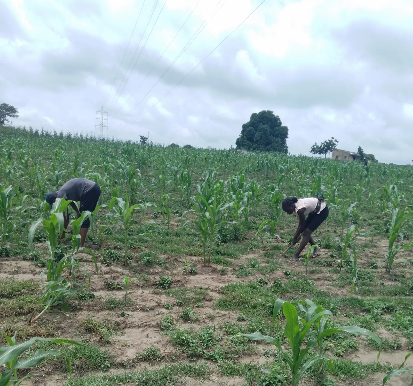 Field workers planting beans in prepared crop lines