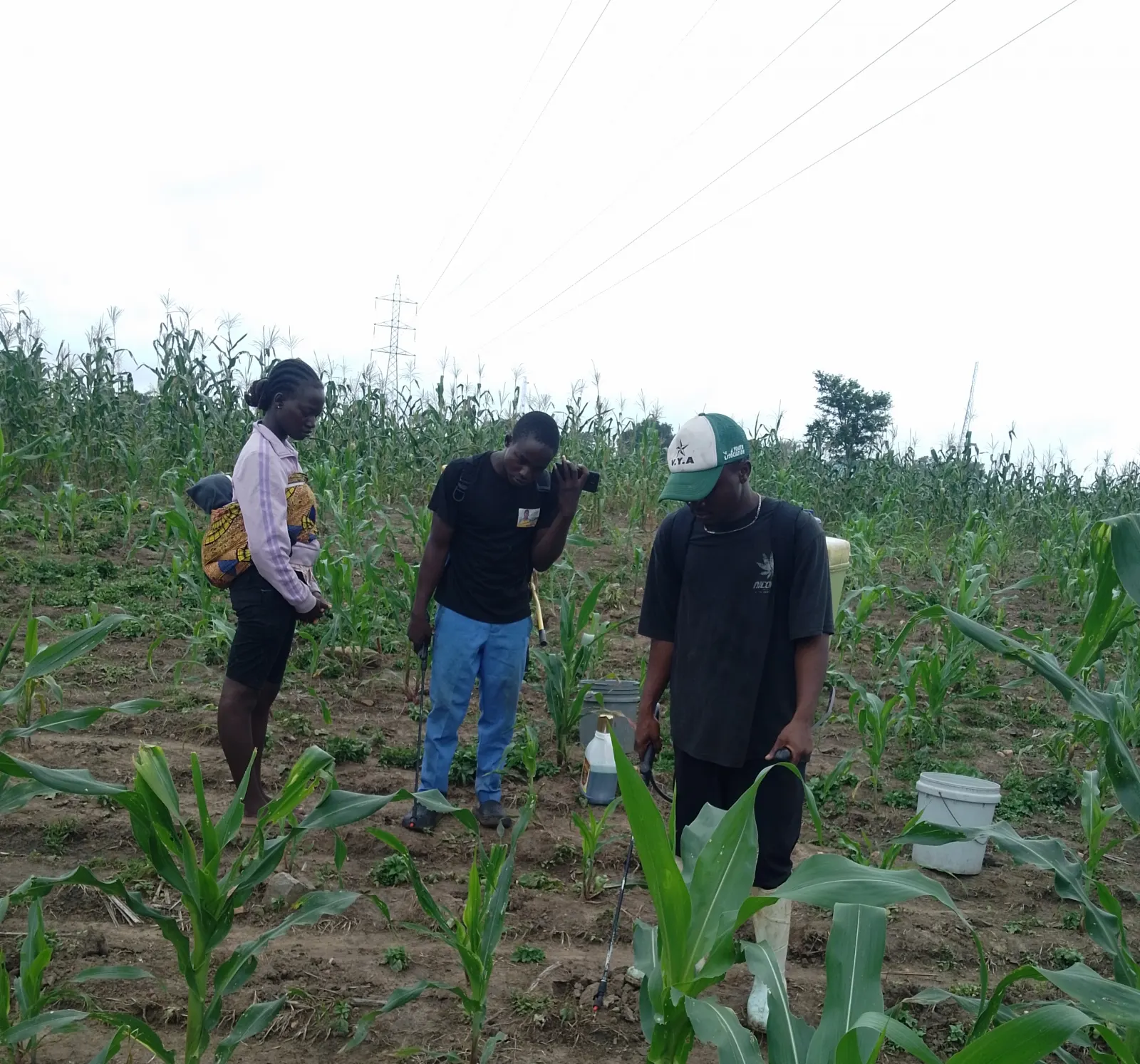 Workers applying selective weed control among established maize