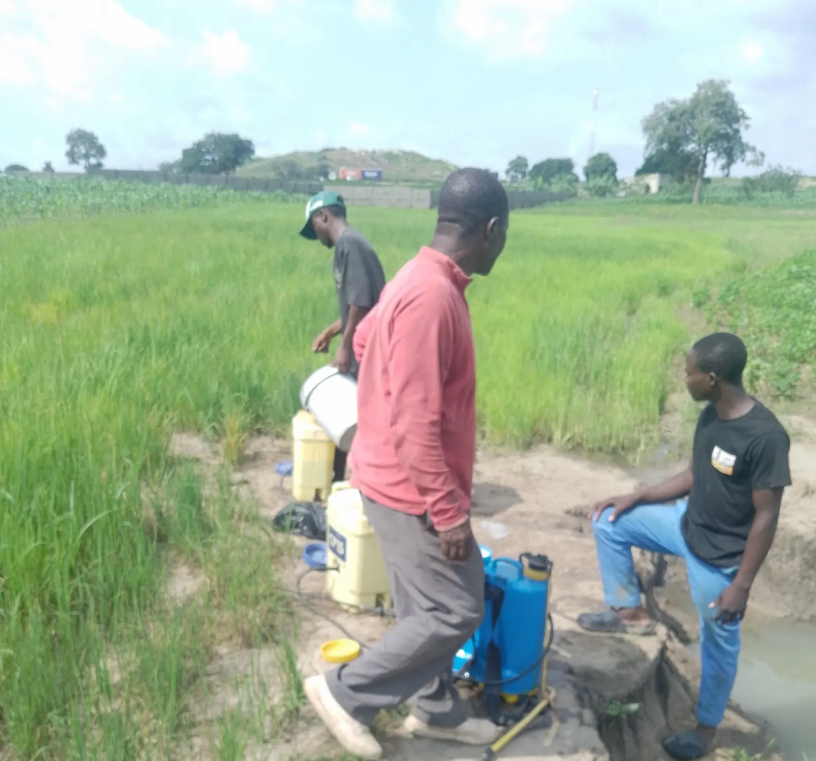 Rice field section during the monitoring visit