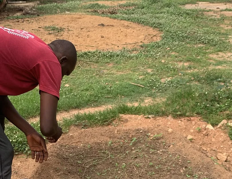 Close field inspection of a planted nursery bed