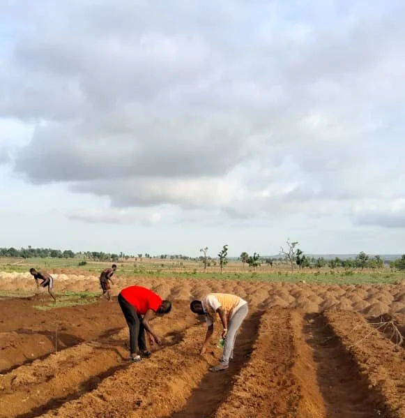 Field team working together on a prepared nursery bed