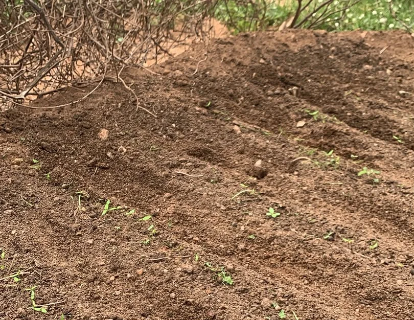 Young seedlings emerging from prepared soil