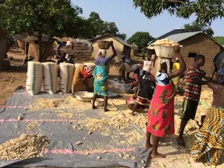 Community members participating in crop processing