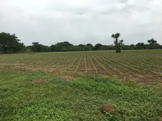 Cultivated rows under field monitoring