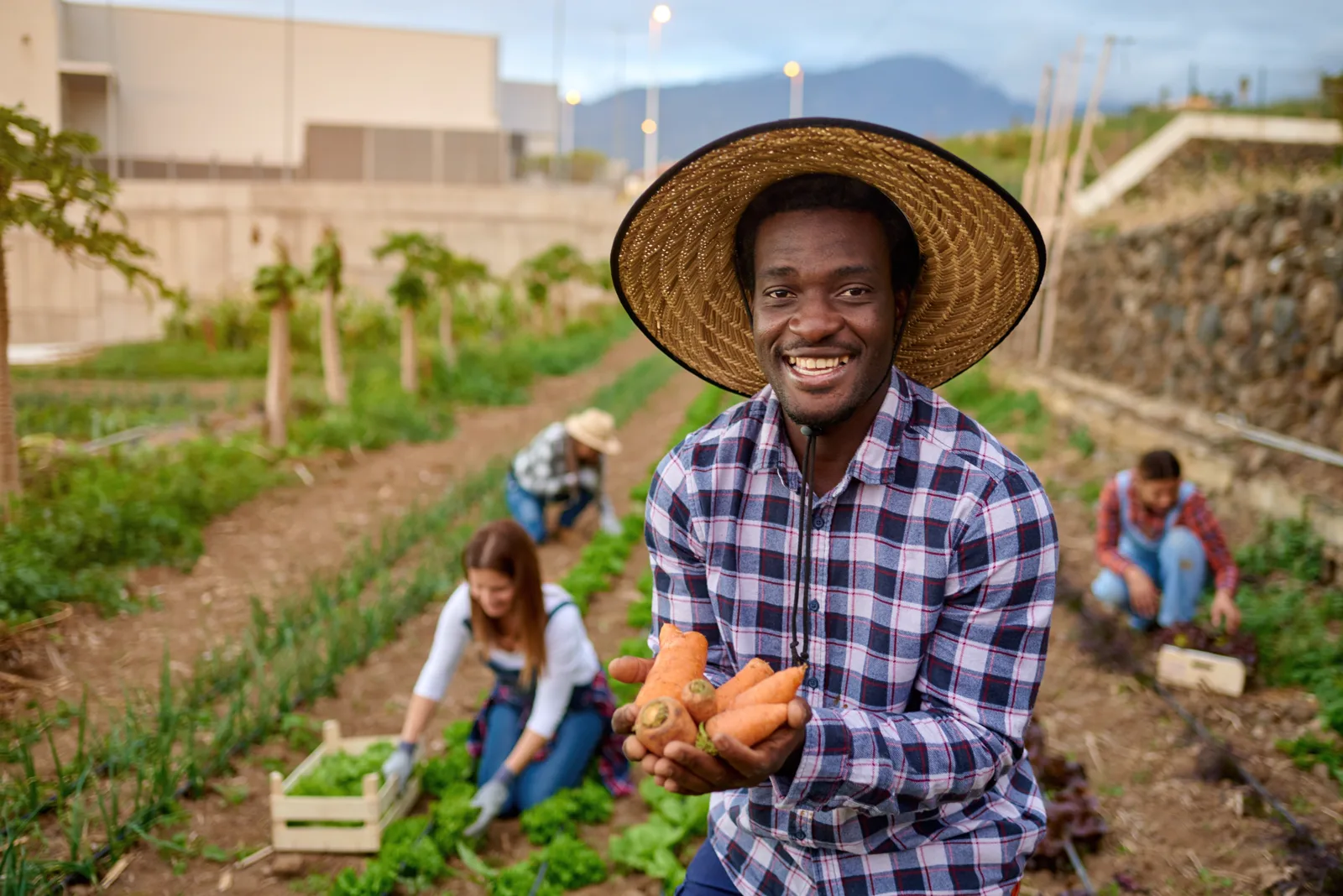 A farmer holding freshly harvested carrots