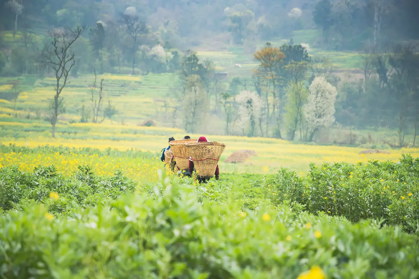 Agricultural workers moving through a green field