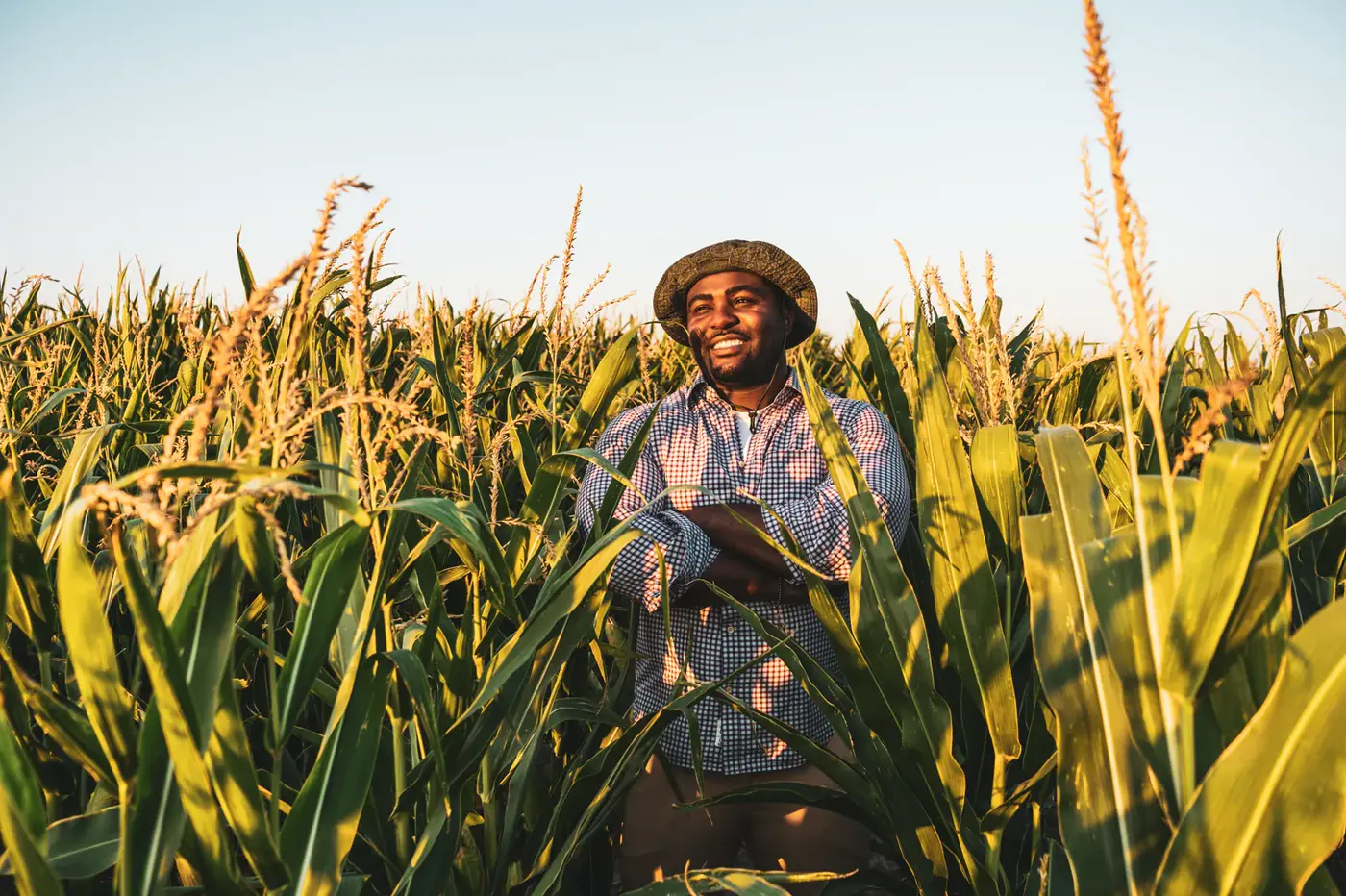 Farmer standing in a mature corn field