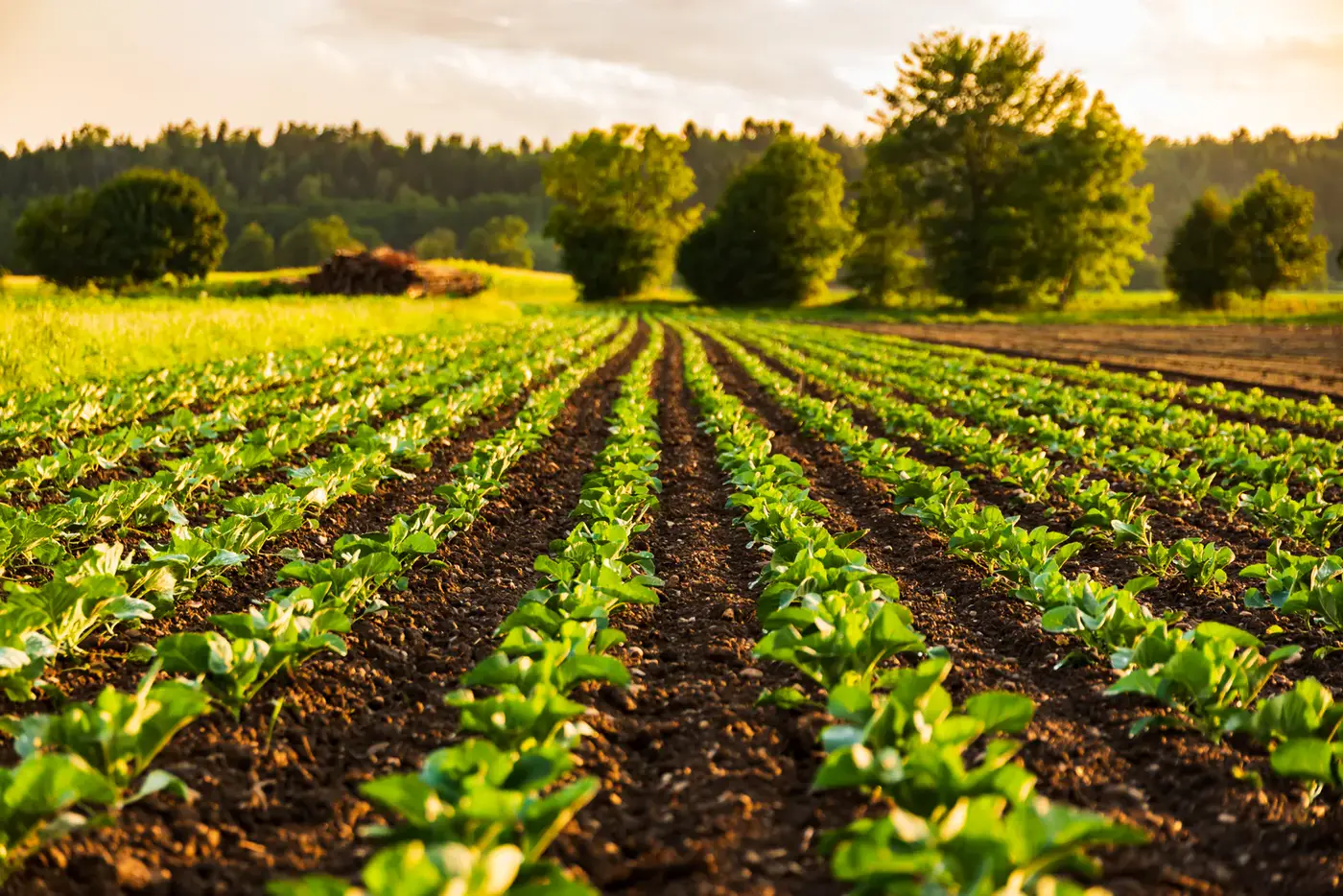 Young crops growing in precise field rows